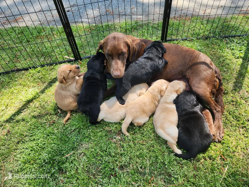 AKC Labrador Retriever