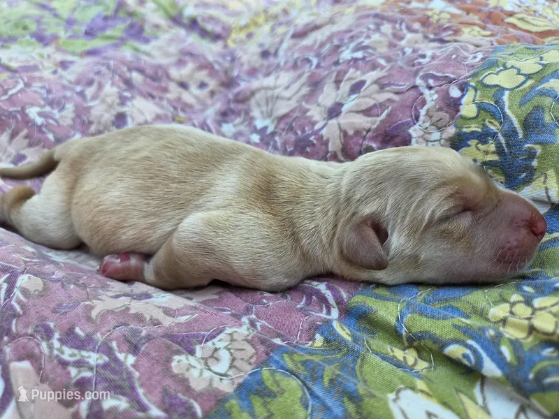 AKC Yellow Female #3 – Labrador Retriever puppy for sale in Travelers Rest, SC