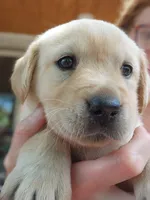 AKC Labrador Retriever, a  Labrador Retriever for sale in Travelers Rest, SC – Photo 2 of 2