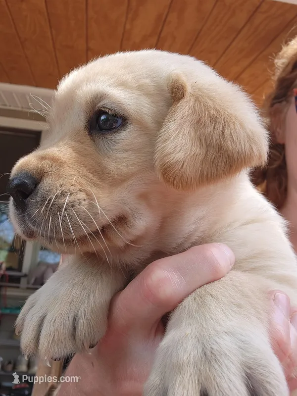 AKC Labrador Retriever