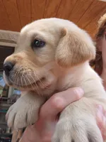 AKC Labrador Retriever, a  Labrador Retriever for sale in Travelers Rest, SC – Photo 1 of 2
