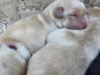 AKC Yellow Female #1, a female Labrador Retriever for sale in Travelers Rest, SC – 5 of 10