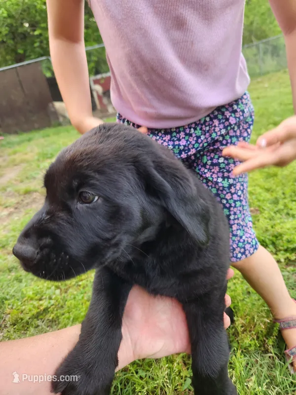 AKC Labrador Retriever