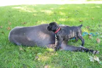 Harley Quinn, a female Cane Corso for sale in Dover Plains, NY – 3 of 10