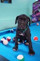 Thanos, a male Cane Corso for sale in Dover Plains, NY – 7 of 10