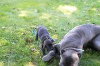 Thanos, a male Cane Corso for sale in Dover Plains, NY – 4 of 10