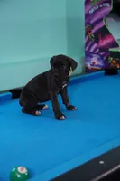Rouge, a female Cane Corso for sale in Dover Plains, NY – 6 of 10
