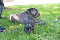 Thor, a male Cane Corso for sale in Dover Plains, NY – 3 of 10