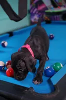 Jean Gray, a female Cane Corso for sale in Dover Plains, NY – 6 of 9