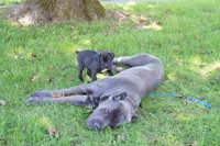Jean Gray, a female Cane Corso for sale in Dover Plains, NY – 3 of 9