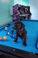 Thor, a male Cane Corso for sale in Dover Plains, NY – 6 of 10