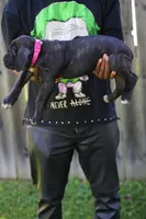 Jean Gray, a female Cane Corso for sale in Dover Plains, NY – 2 of 9