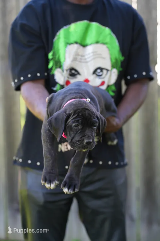 Jean Gray – Cane Corso puppy for sale in Dover Plains, NY