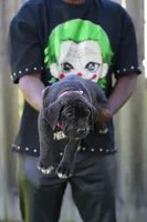 Jean Gray, a female Cane Corso for sale in Dover Plains, NY – 1 of 9