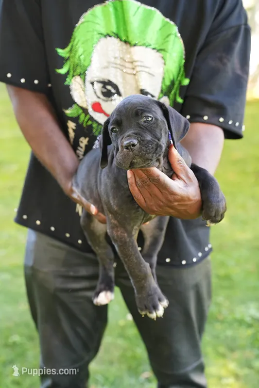 Shuri – Cane Corso puppy for sale in Dover Plains, NY