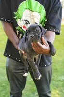 Shuri, a female Cane Corso for sale in Dover Plains, NY – 1 of 10