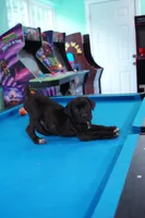 Harley Quinn, a female Cane Corso for sale in Dover Plains, NY – 6 of 10