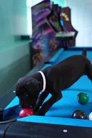 Mystique, a female Cane Corso for sale in Dover Plains, NY – 8 of 10