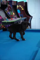 Rouge, a female Cane Corso for sale in Dover Plains, NY – 5 of 10