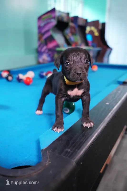 Storm – Cane Corso puppy for sale in Dover Plains, NY