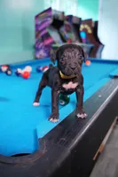 Storm, a female Cane Corso for sale in Dover Plains, NY – 1 of 5