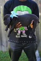 Mystique, a female Cane Corso for sale in Dover Plains, NY – 2 of 10