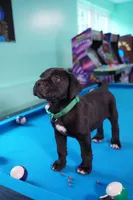 Hulk, a male Cane Corso for sale in Dover Plains, NY – 6 of 9
