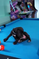 Mystique, a female Cane Corso for sale in Dover Plains, NY – 7 of 10