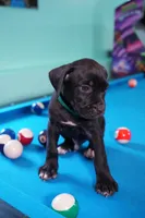 Thanos, a male Cane Corso for sale in Dover Plains, NY – 5 of 10