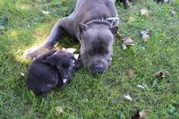 Rouge, a female Cane Corso for sale in Dover Plains, NY – 4 of 10