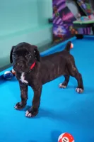Harley Quinn, a female Cane Corso for sale in Dover Plains, NY – 8 of 10