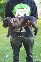 Shuri, a female Cane Corso for sale in Dover Plains, NY – 2 of 10