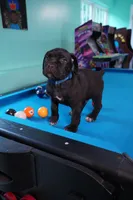 Thor, a male Cane Corso for sale in Dover Plains, NY – 8 of 10