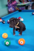 Storm, a female Cane Corso for sale in Dover Plains, NY – 2 of 5