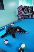 Hulk, a male Cane Corso for sale in Dover Plains, NY – 5 of 9