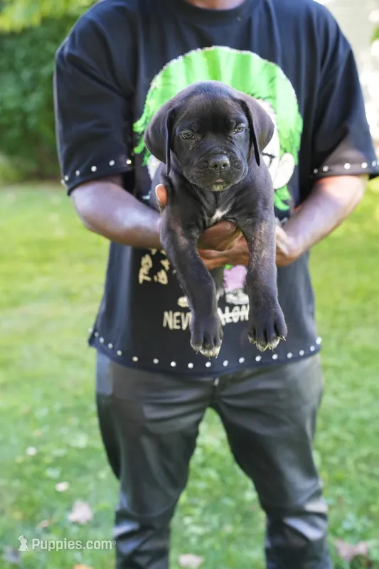 Thor – Cane Corso puppy for sale in Dover Plains, NY