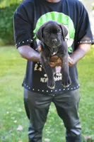 Thor, a male Cane Corso for sale in Dover Plains, NY – 1 of 10