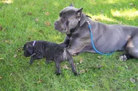 Shuri, a female Cane Corso for sale in Dover Plains, NY – 4 of 10