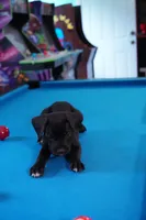 Mystique, a female Cane Corso for sale in Dover Plains, NY – 5 of 10