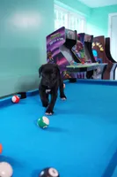 Hulk, a male Cane Corso for sale in Dover Plains, NY – 4 of 9