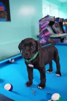 Hulk, a male Cane Corso for sale in Dover Plains, NY – 7 of 9