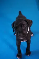 Mystique, a female Cane Corso for sale in Dover Plains, NY – 6 of 10