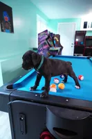 Thanos, a male Cane Corso for sale in Dover Plains, NY – 6 of 10