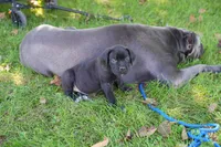 Thor, a male Cane Corso for sale in Dover Plains, NY – 4 of 10