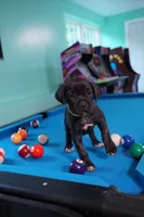 Rouge, a female Cane Corso for sale in Dover Plains, NY – 8 of 10