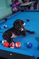 Jean Gray, a female Cane Corso for sale in Dover Plains, NY – 4 of 9