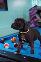 Rouge, a female Cane Corso for sale in Dover Plains, NY – 7 of 10