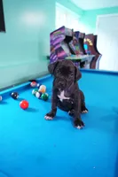 Shuri, a female Cane Corso for sale in Dover Plains, NY – 9 of 10