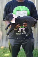 Rouge, a female Cane Corso for sale in Dover Plains, NY – 2 of 10