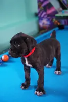 Harley Quinn, a female Cane Corso for sale in Dover Plains, NY – 5 of 10